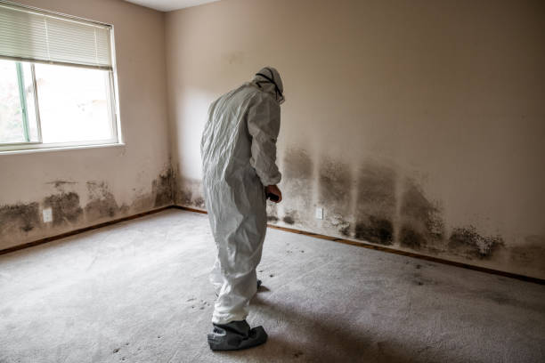 Trusted Lisbon Falls, ME Mold Inspection, Removal & Remediation Experts